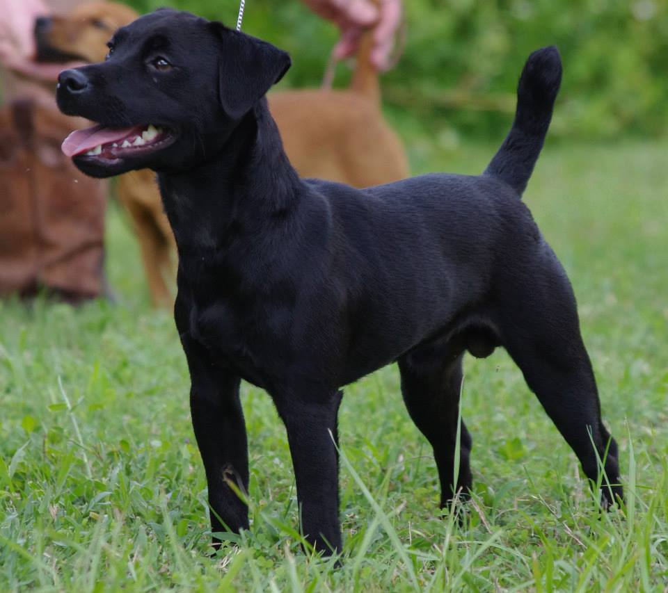 Oakleaf Ranch, Presa Canario, Loomis California